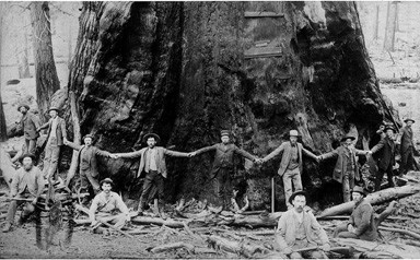 Men encircling large tree, probably Pacific Northwest, n.d.